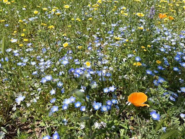 Native wildflowers replanted in Calaveras County, photographed April 27, 2023