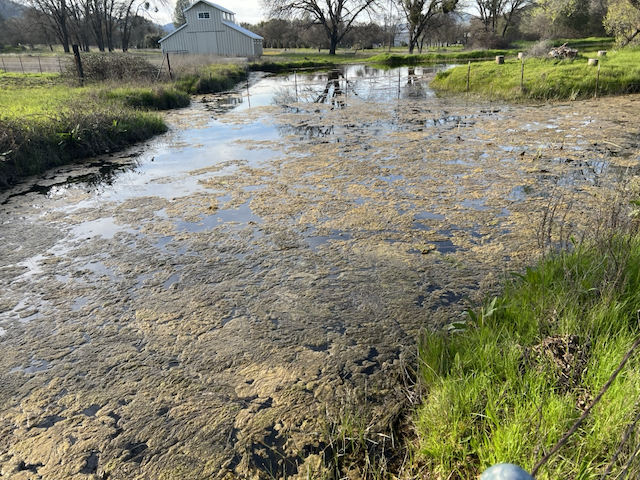 Maxwell Creek algae pollution in Calaveras County, photographed March 20, 2024